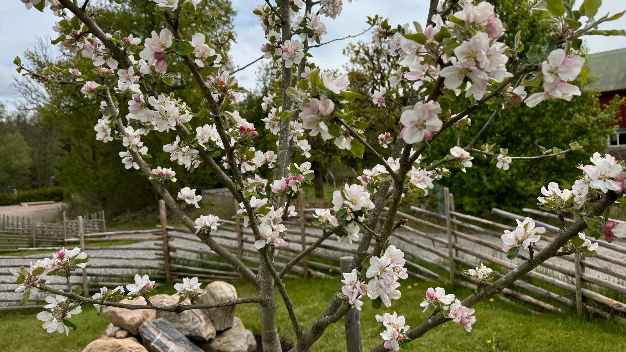 Blommande äppleträd