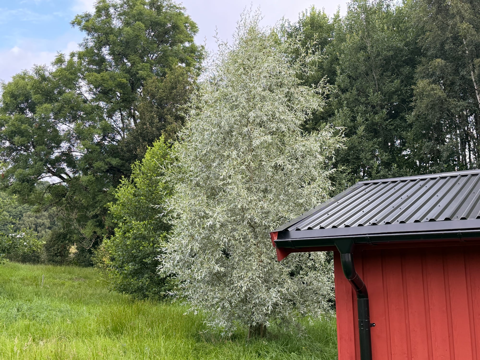 Silverpil